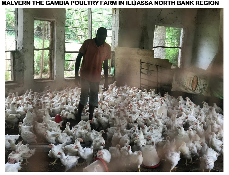 Malvern The Gambia Poultry Farm in Illiassa North Bank Region 