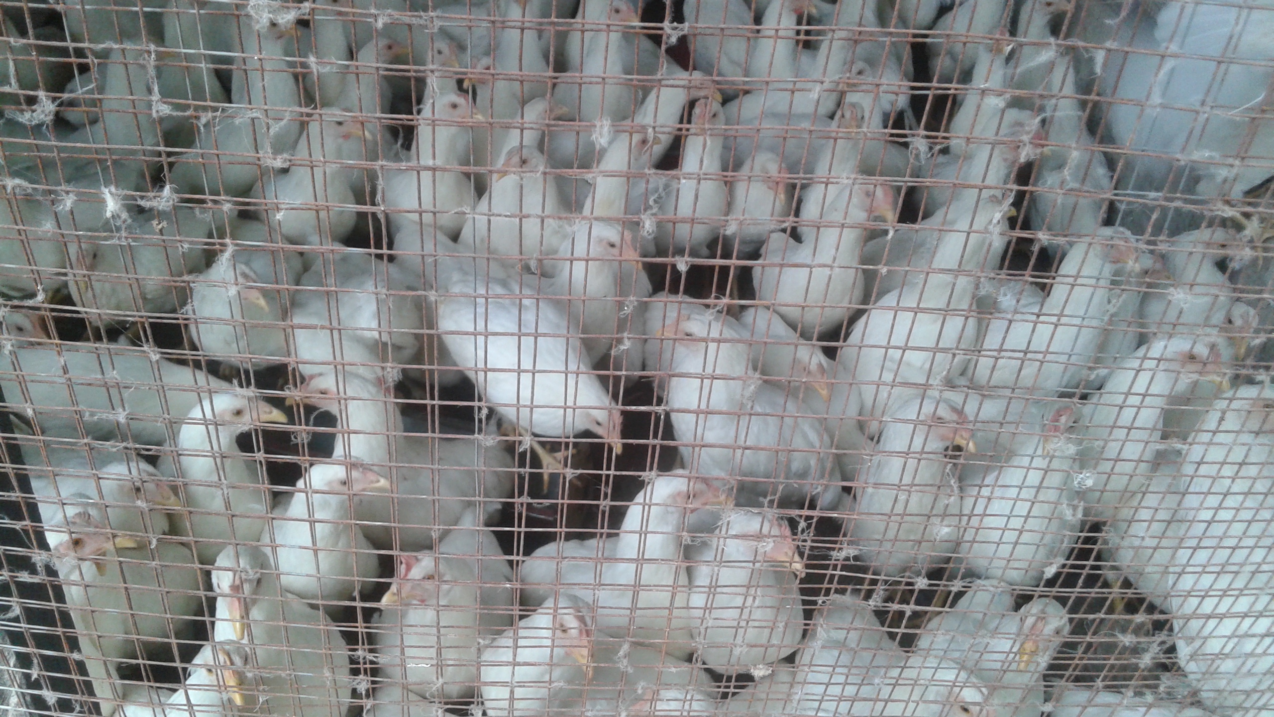 Omar Manjang Poultry Farm